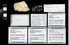 Foto (Objekt + Etikett) von Brachyura indet.  (NHMW-GEO-2014-0194-0267c)